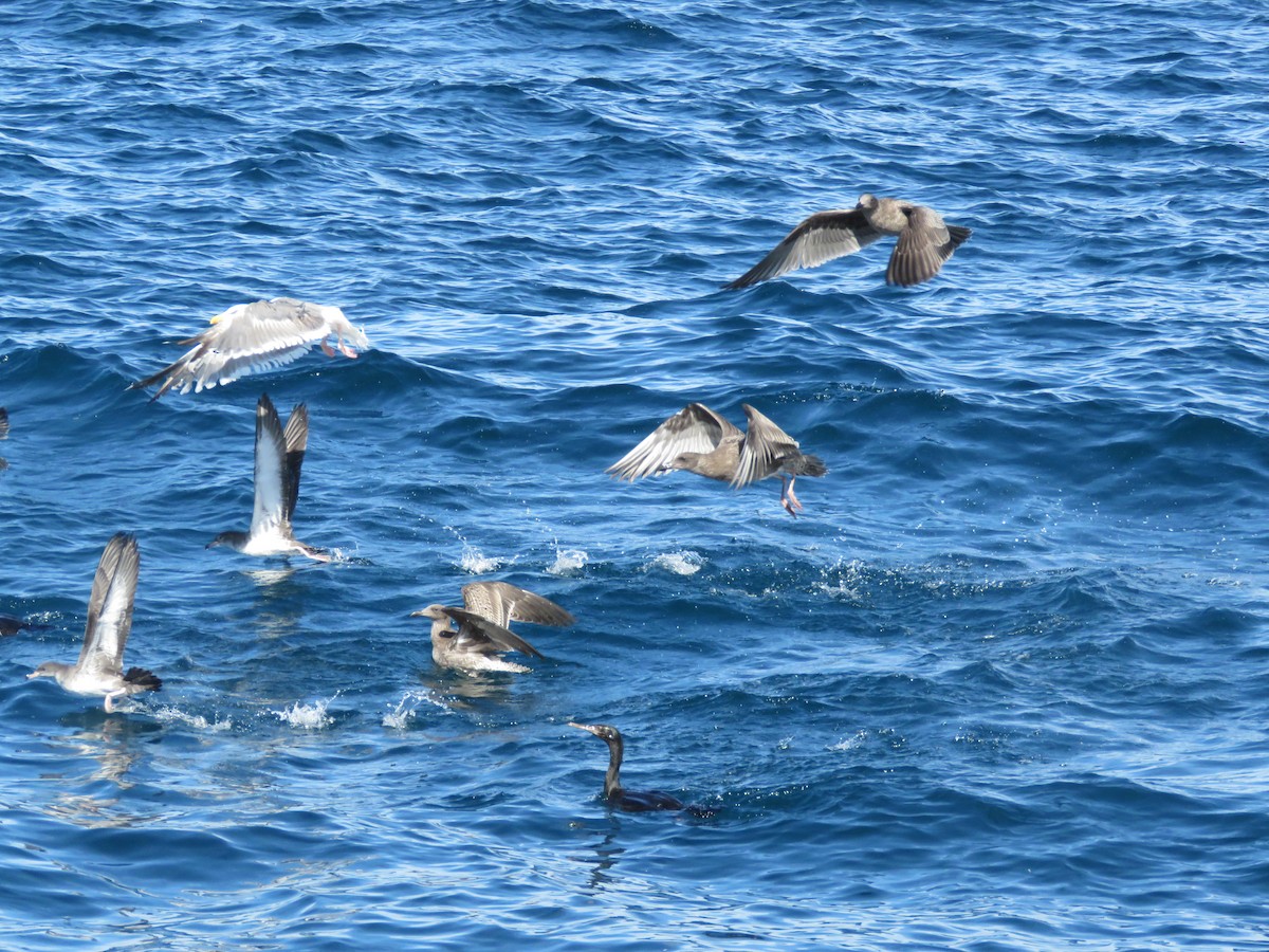 Pink-footed Shearwater - ML611662254