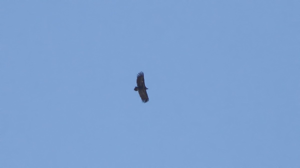 Cinereous Vulture - ML611662258