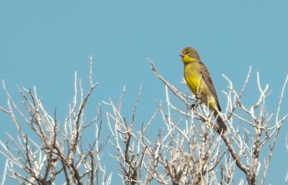 Grassland Yellow-Finch - ML611662441