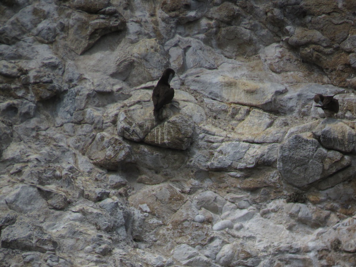 Brown Booby - ML611662483