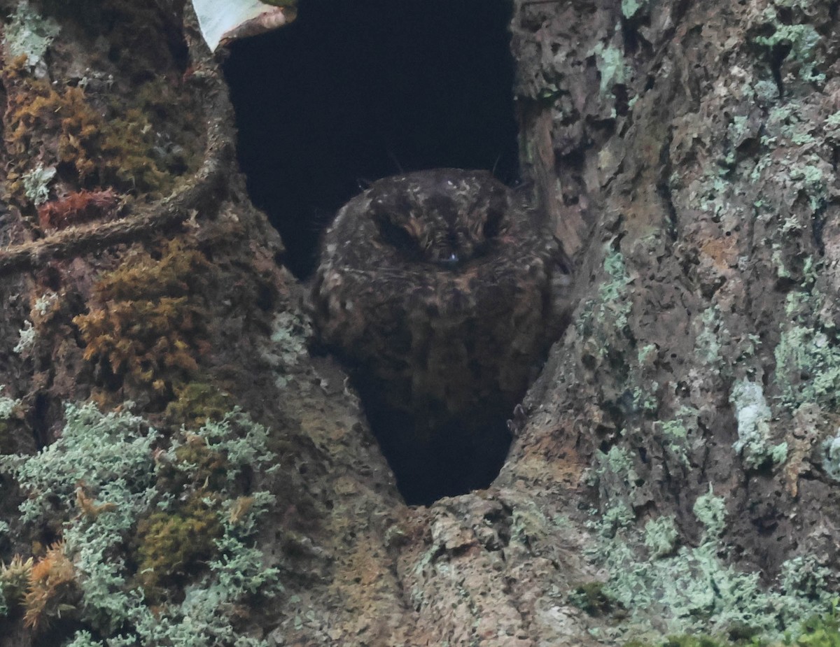 Vogelkop Owlet-nightjar - ML611662717