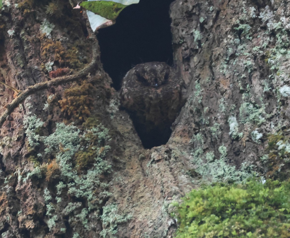 Vogelkop Owlet-nightjar - ML611662718