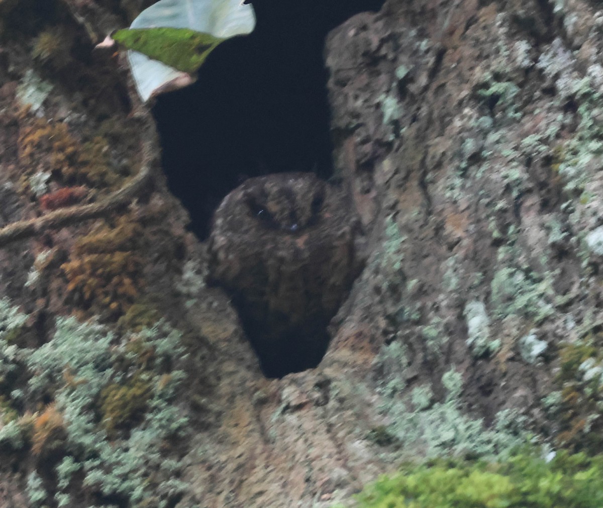 Vogelkop Owlet-nightjar - ML611662731