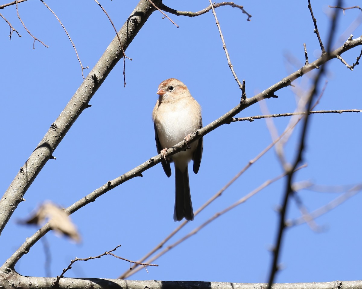 Field Sparrow - Debbie Kosater