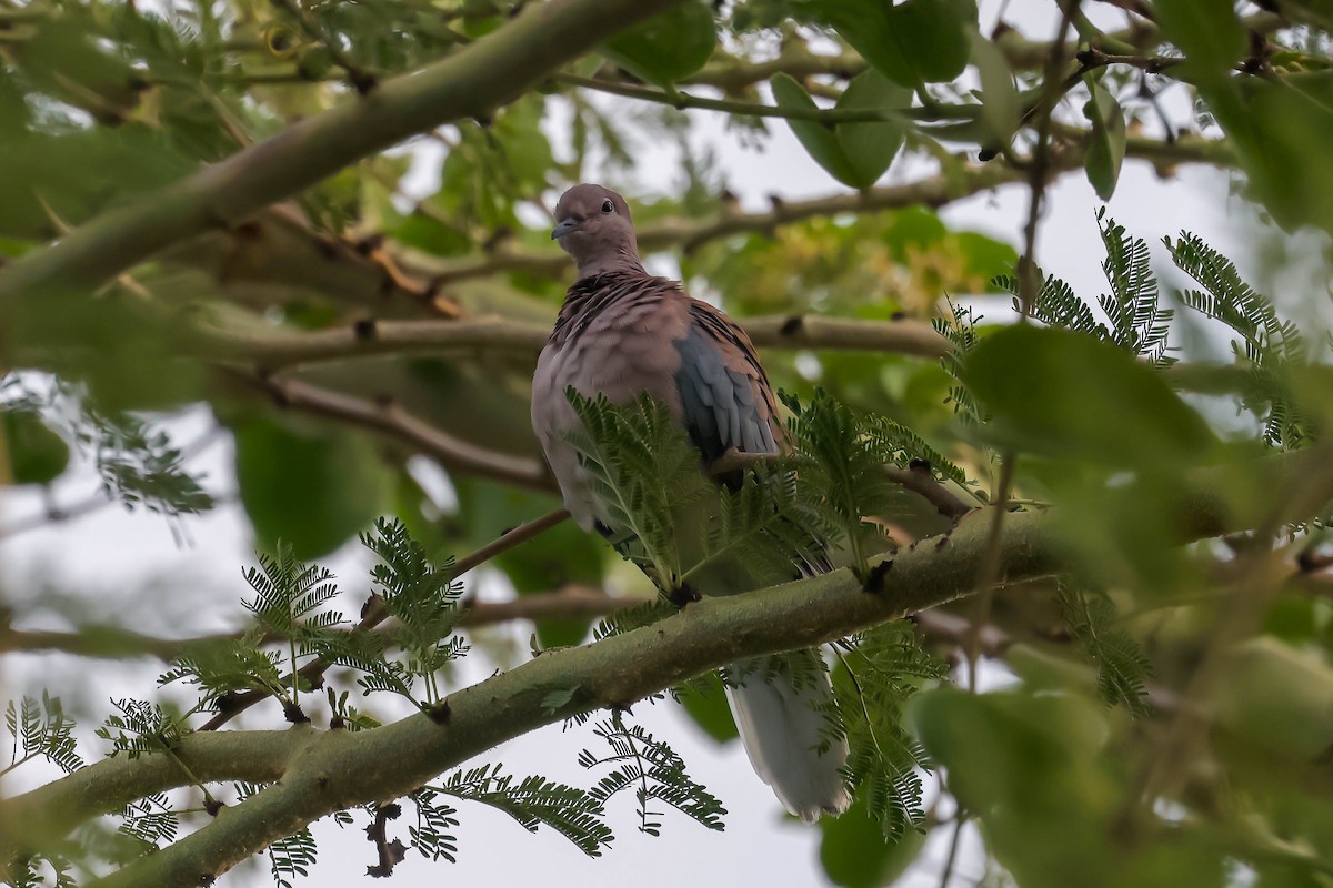 Laughing Dove - ML611663015
