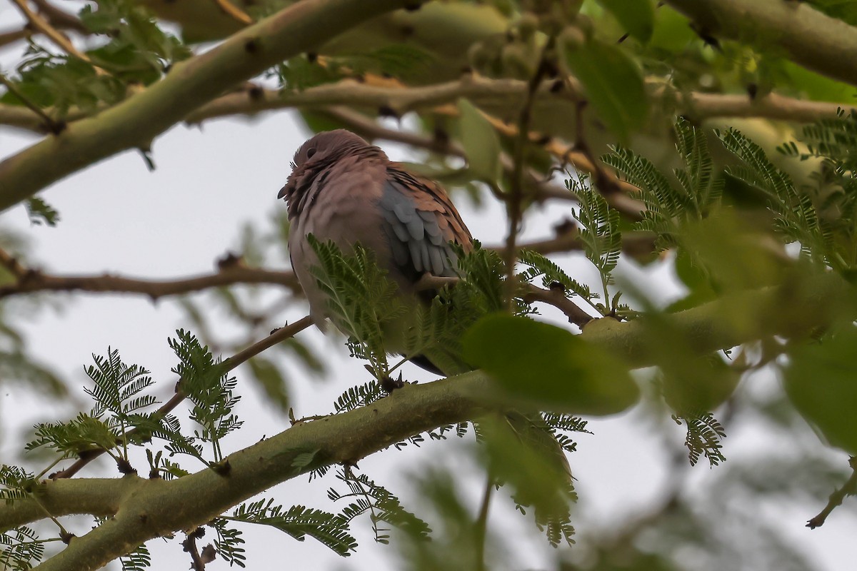 Laughing Dove - ML611663016