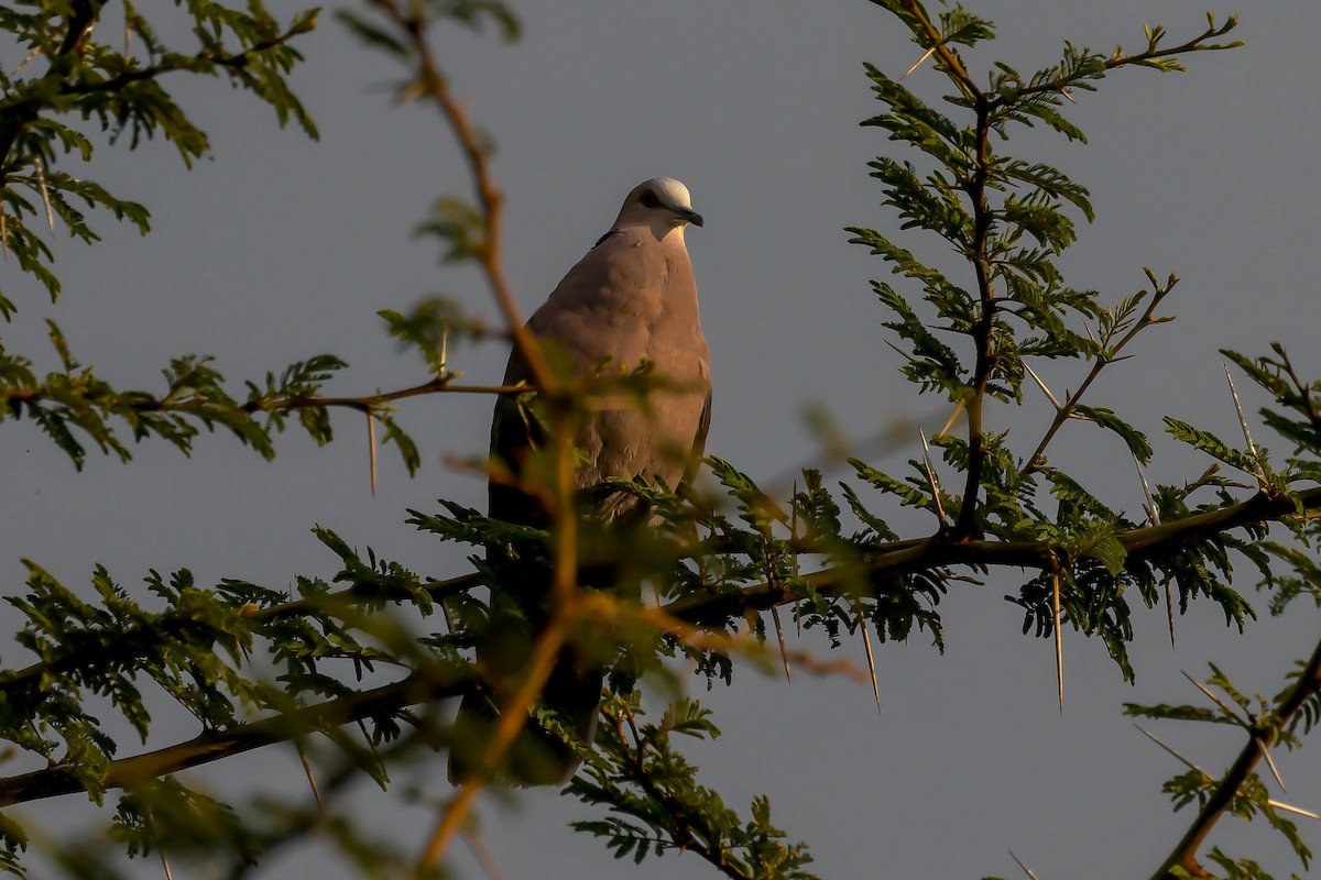 Red-eyed Dove - ML611663042