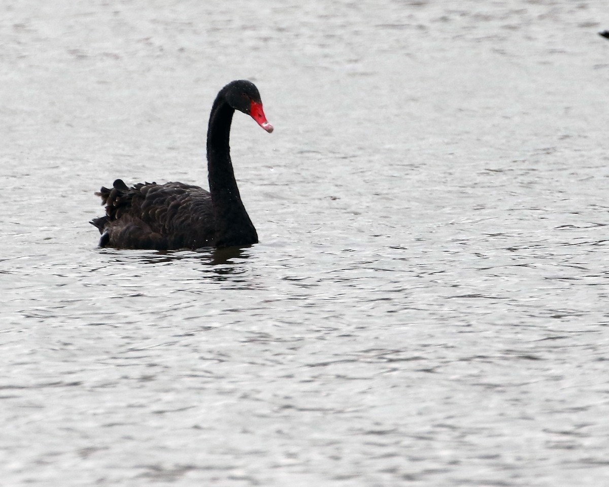 Black Swan - ML611663075