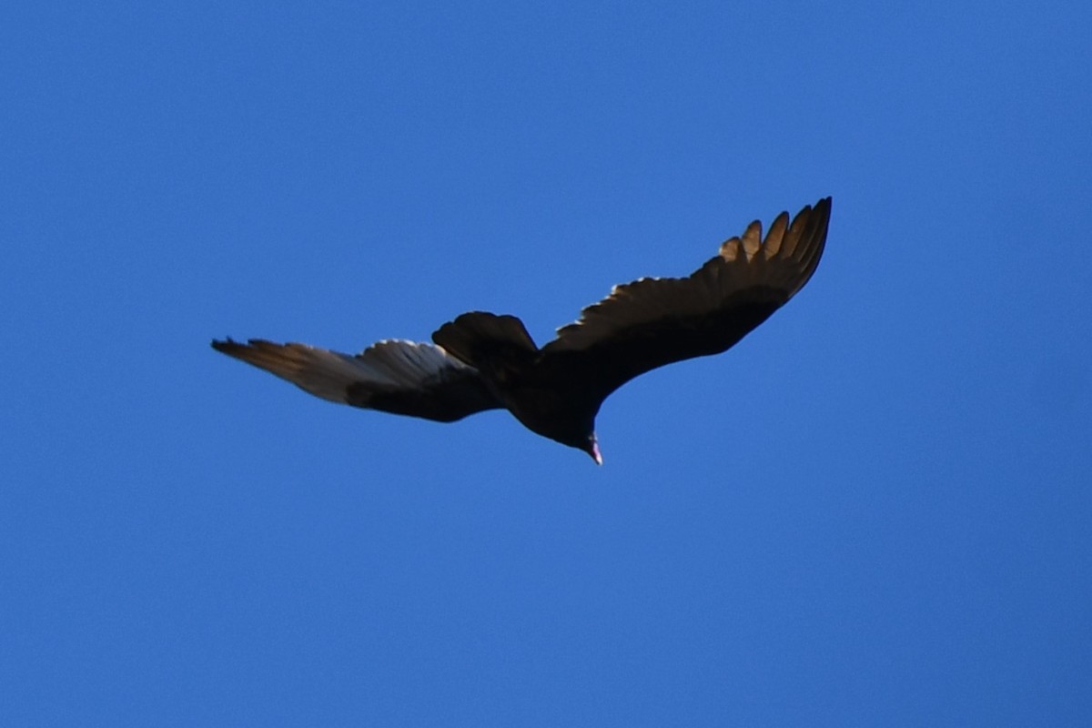 Turkey Vulture - ML611663175