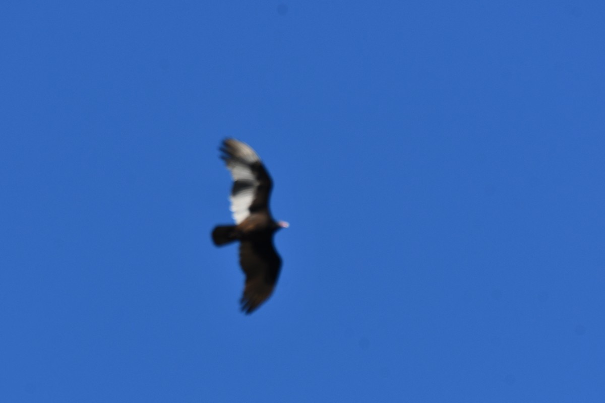 Turkey Vulture - ML611663176