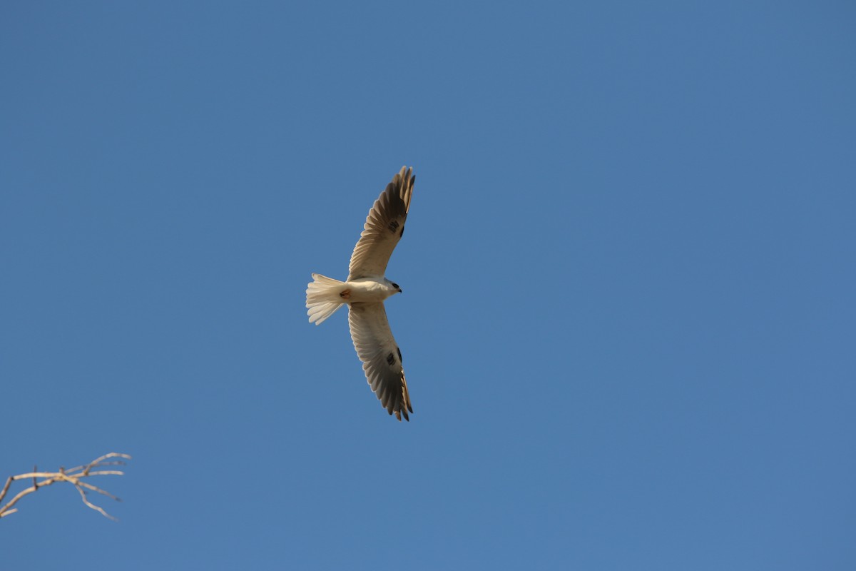 White-tailed Kite - ML611663178