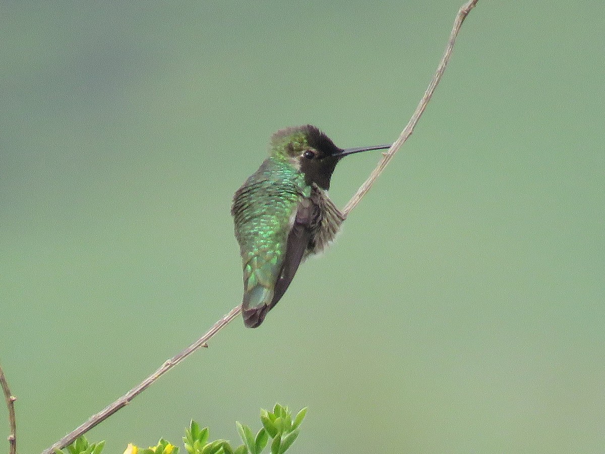 Anna's Hummingbird - ML611663439