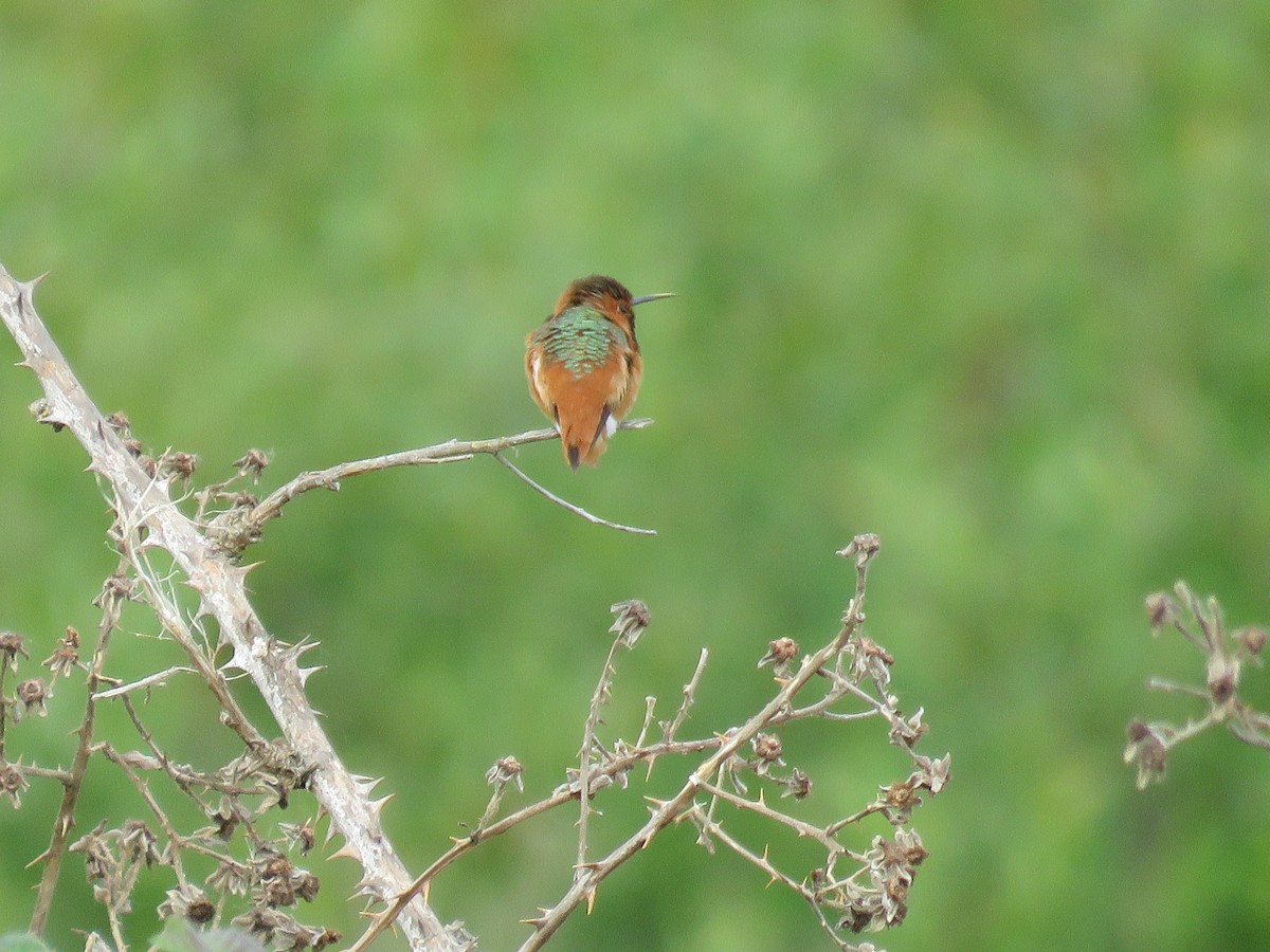 Allen's Hummingbird - ML611663451