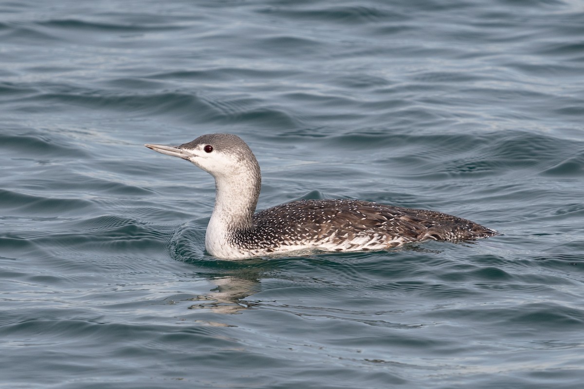 Red-throated Loon - ML611663589