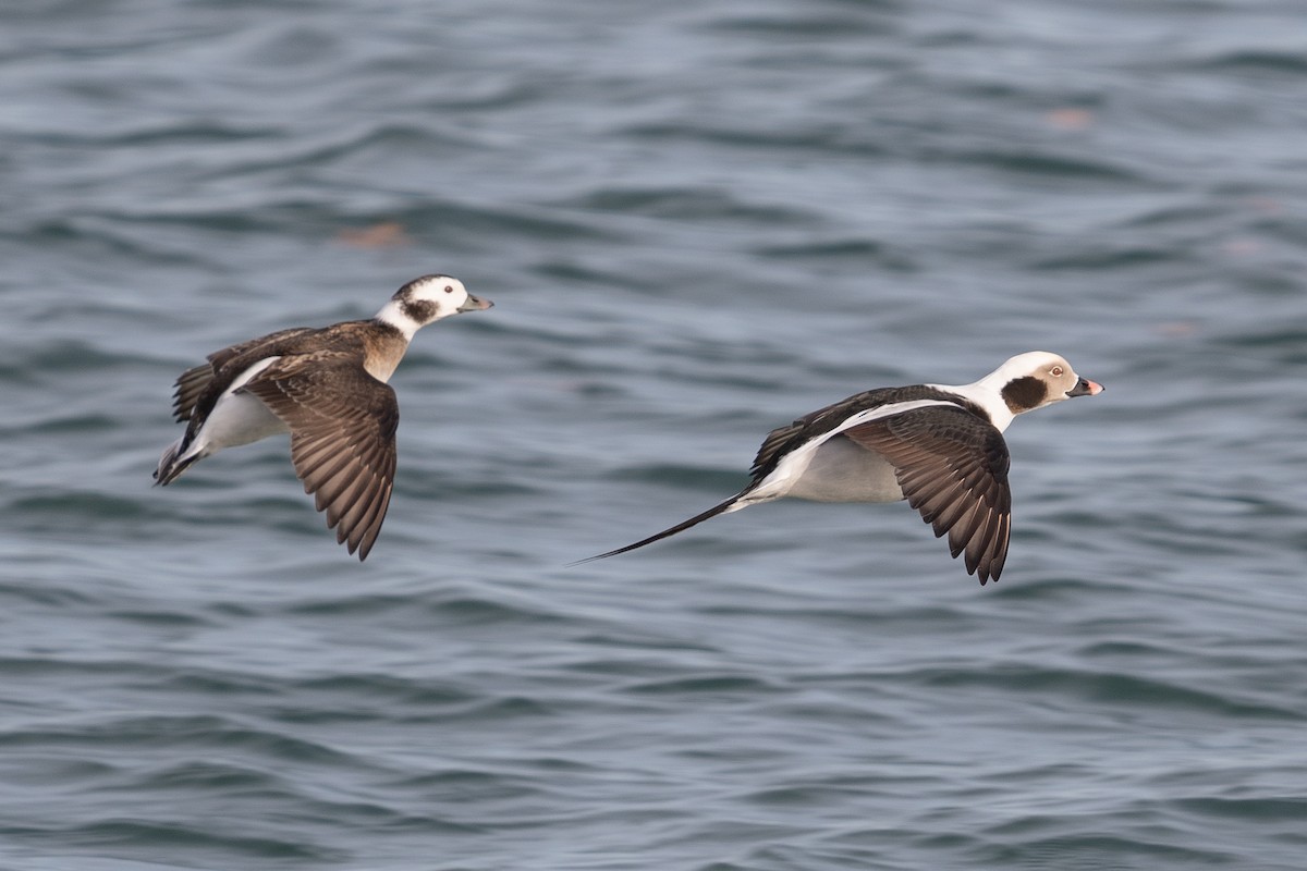 Long-tailed Duck - ML611663592