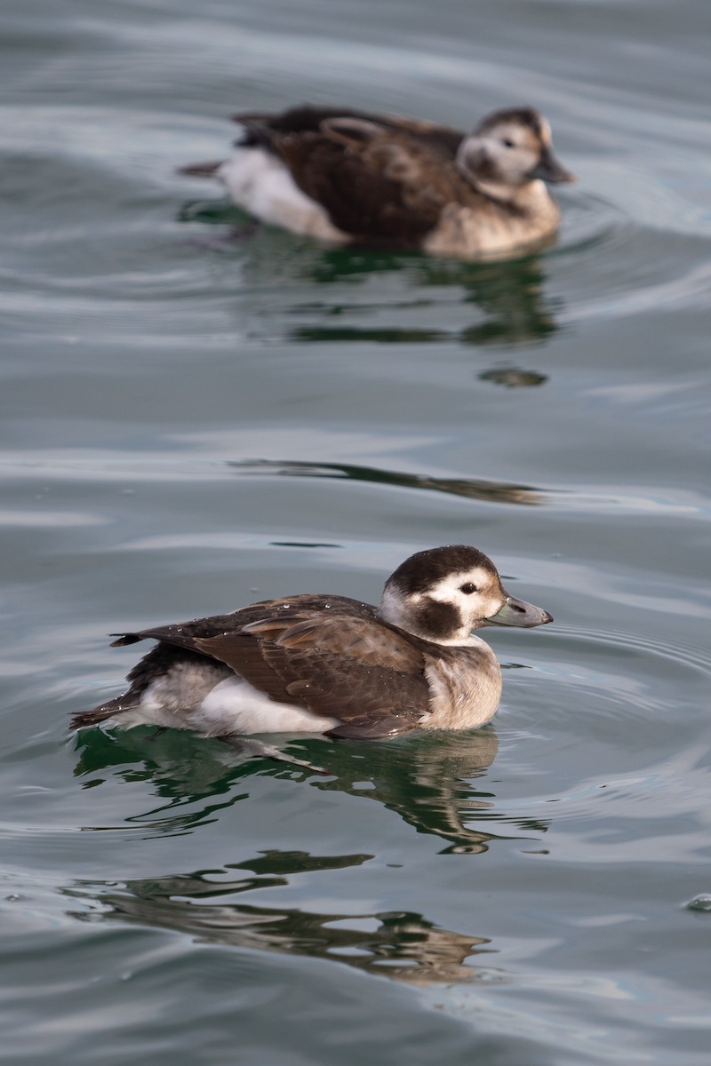 Long-tailed Duck - ML611663593