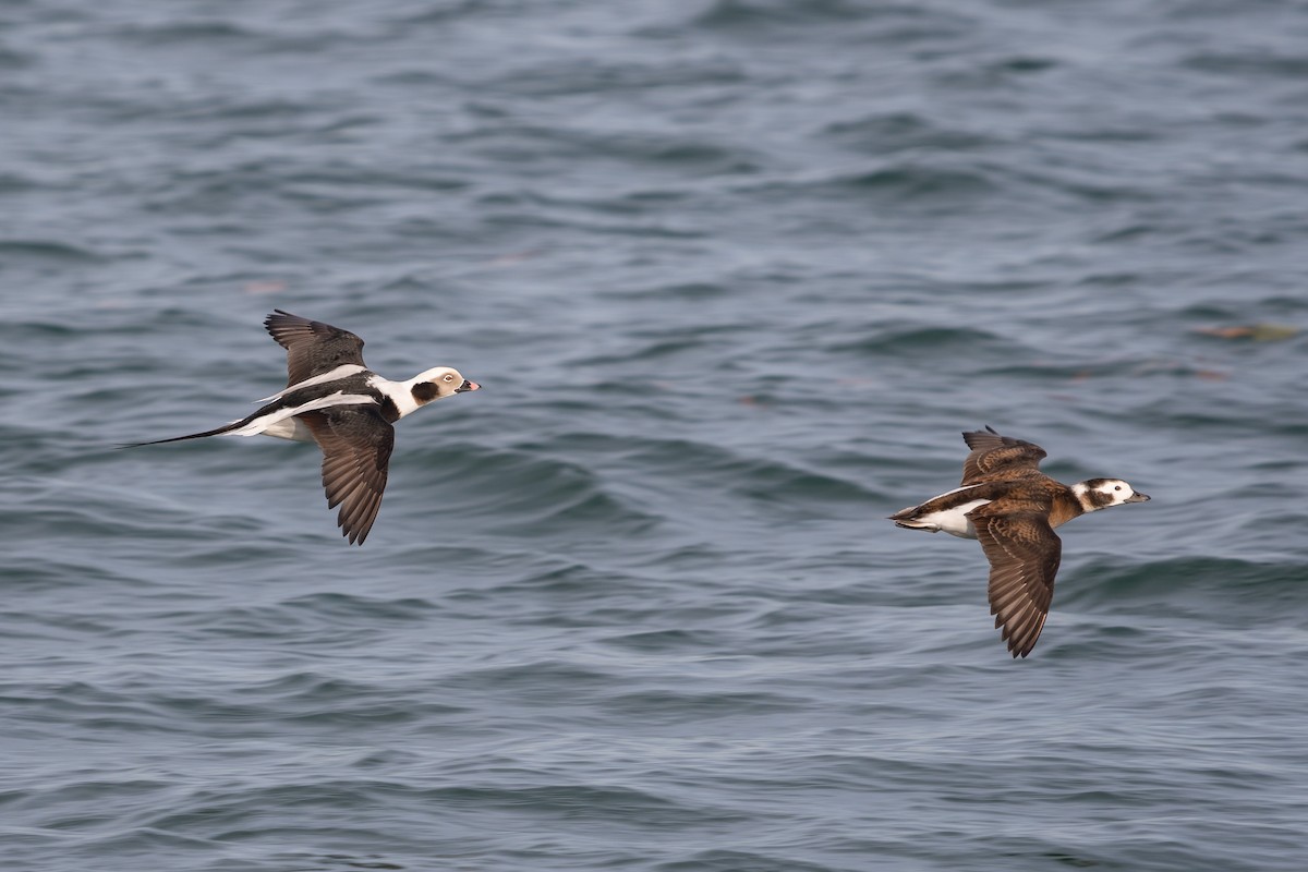 Long-tailed Duck - ML611663594