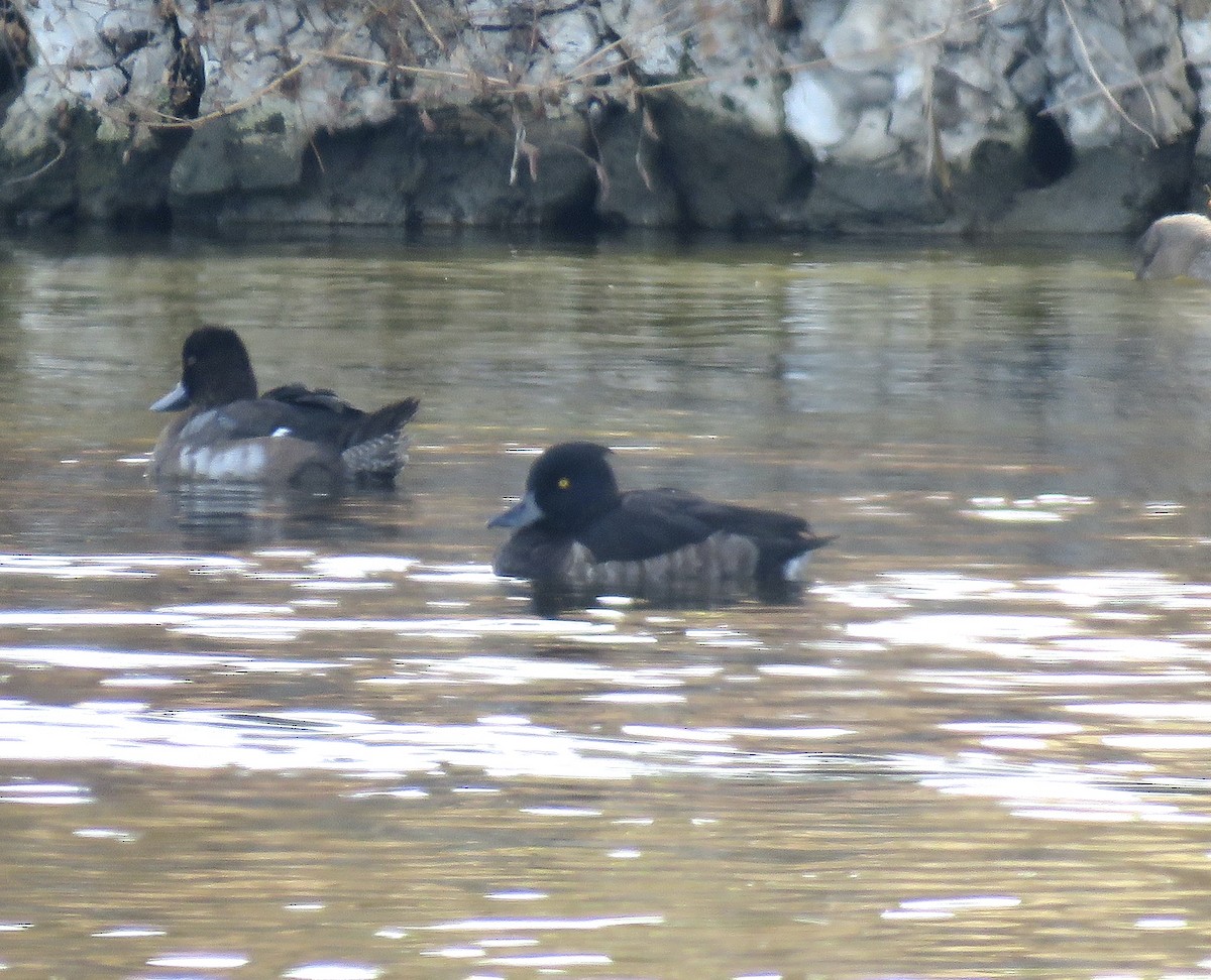 Tufted Duck - ML611663676