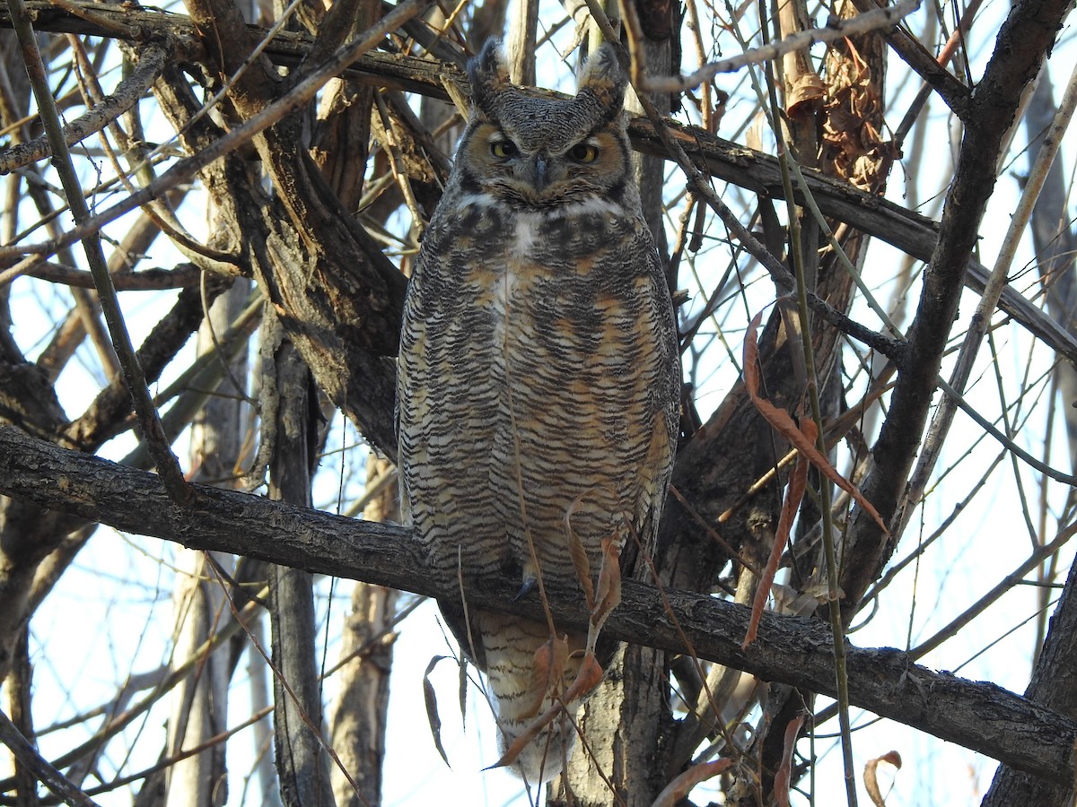 Great Horned Owl - ML611663692