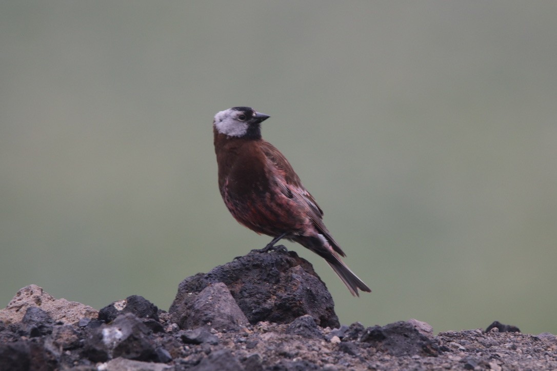 Gray-crowned Rosy-Finch (Pribilof Is.) - ML611663784