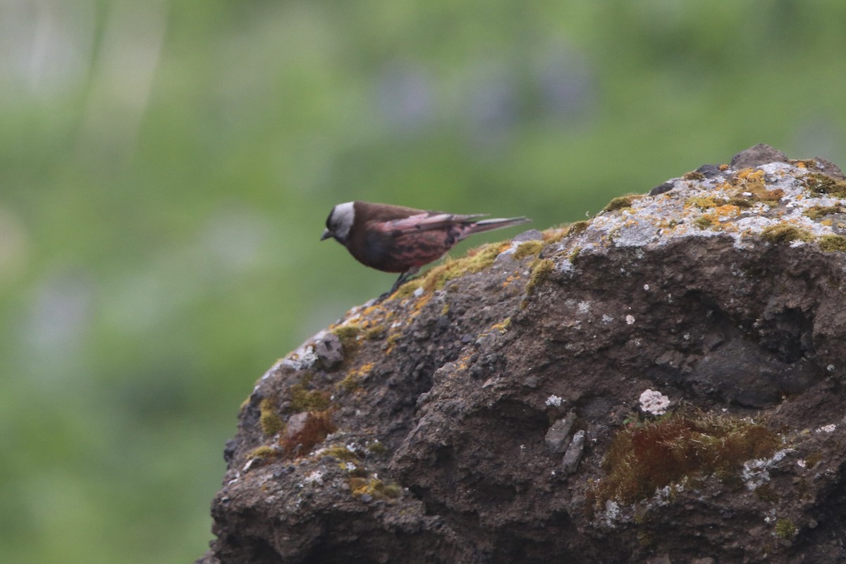 Gray-crowned Rosy-Finch (Pribilof Is.) - ML611663831