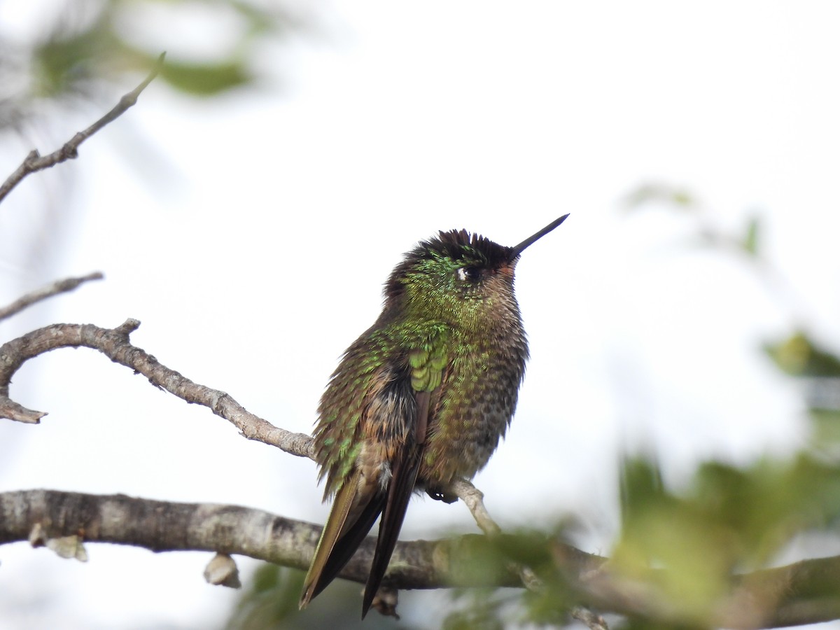 Green-backed Firecrown - ML611663966
