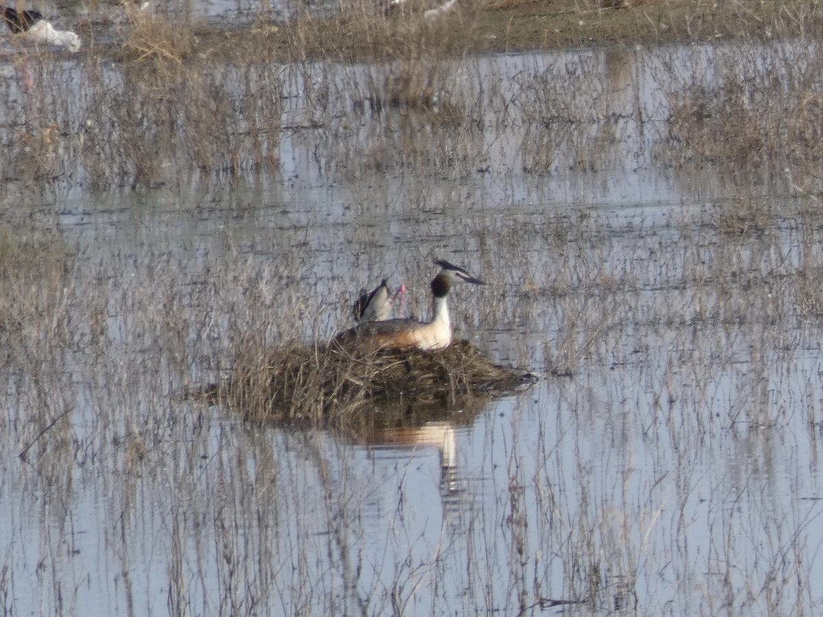 Great Crested Grebe - ML611664042