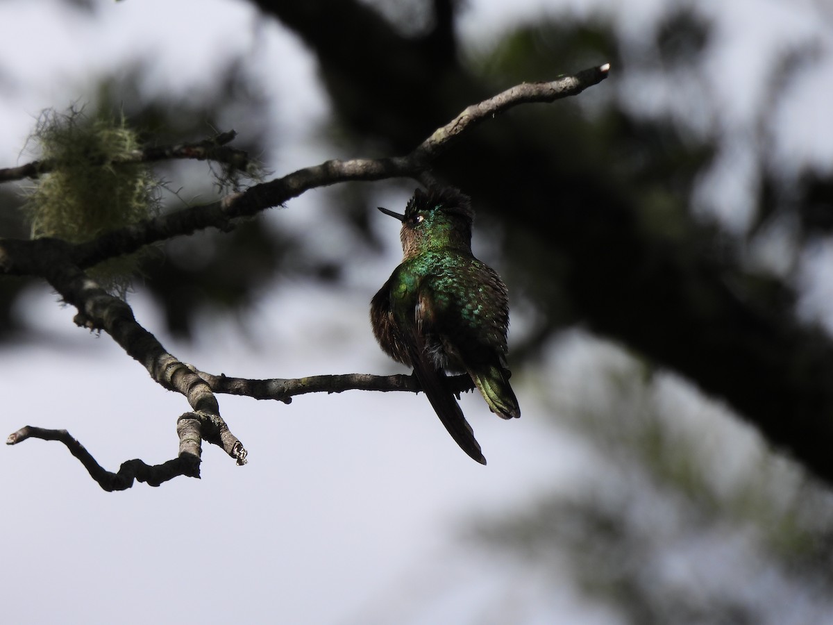 Green-backed Firecrown - ML611664044