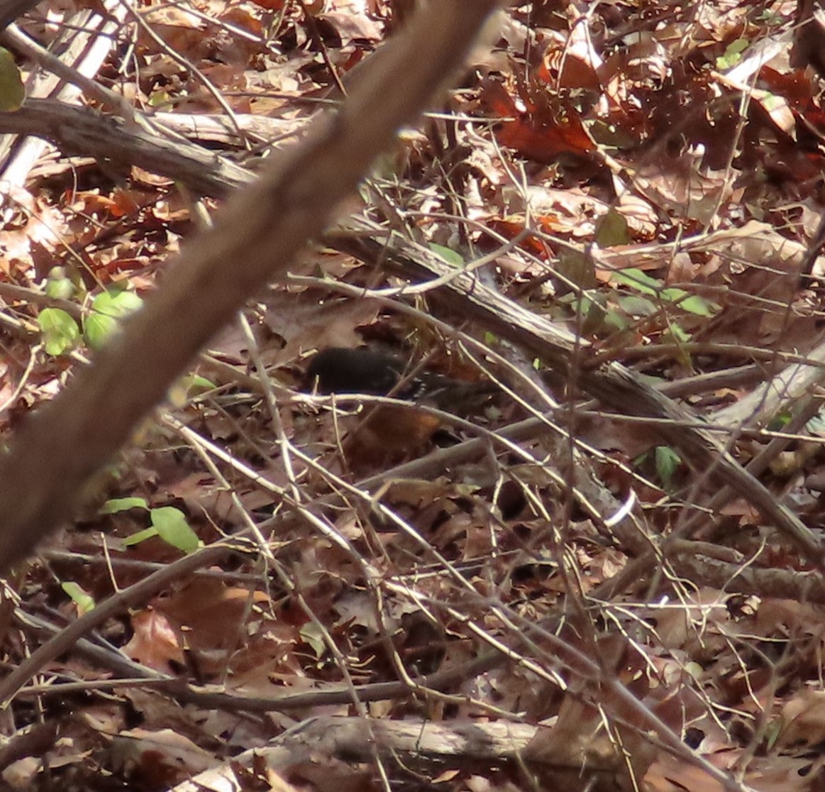 Spotted Towhee - ML611664123