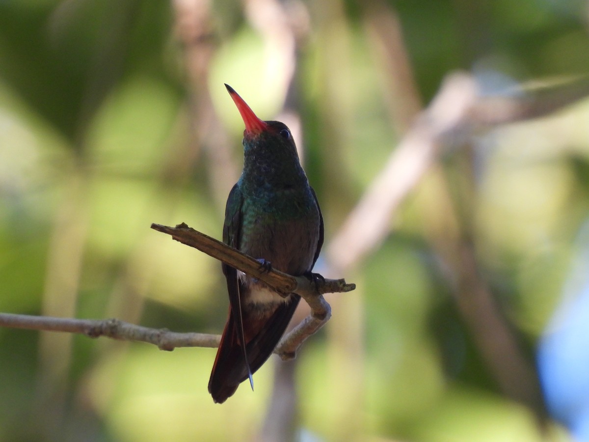 Rufous-tailed Hummingbird - ML611664149