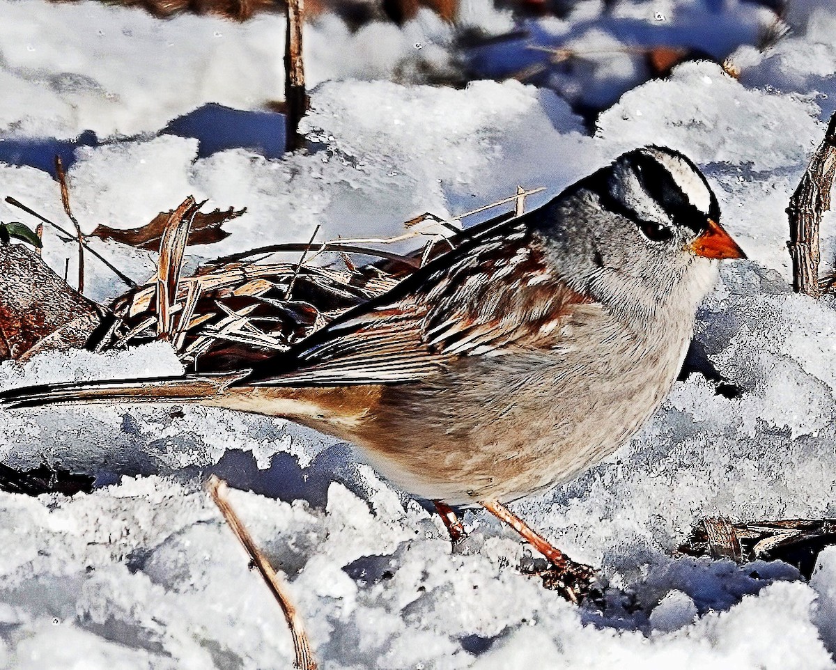 White-crowned Sparrow - ML611664274