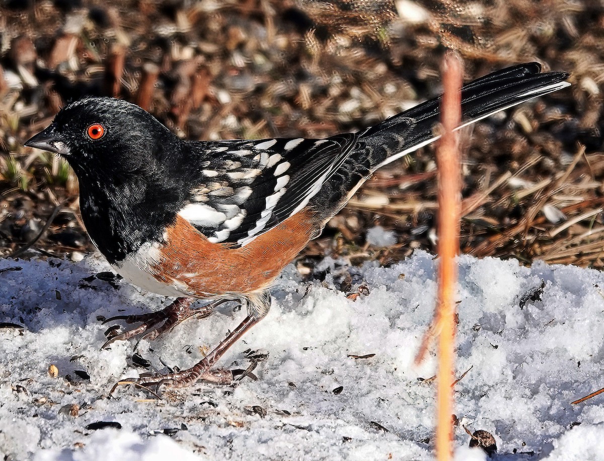 Spotted Towhee - ML611664288
