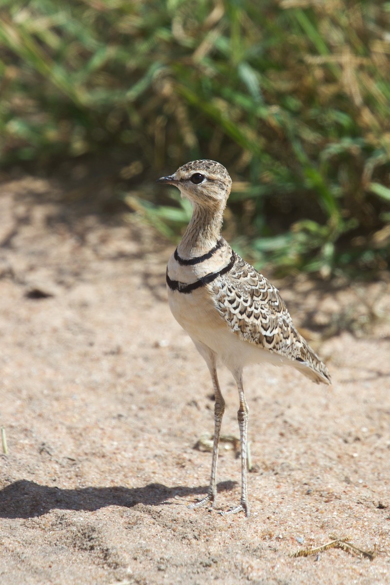 Double-banded Courser - ML611664337