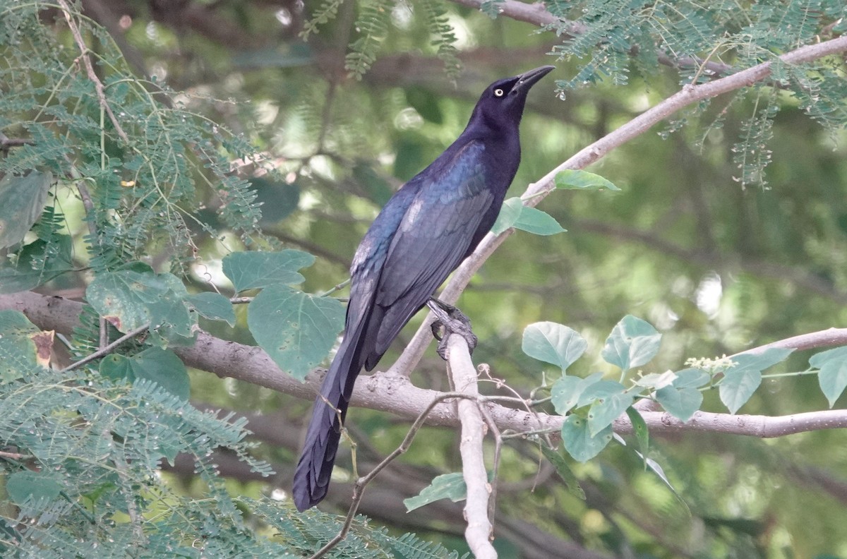 Great-tailed Grackle - ML611664590