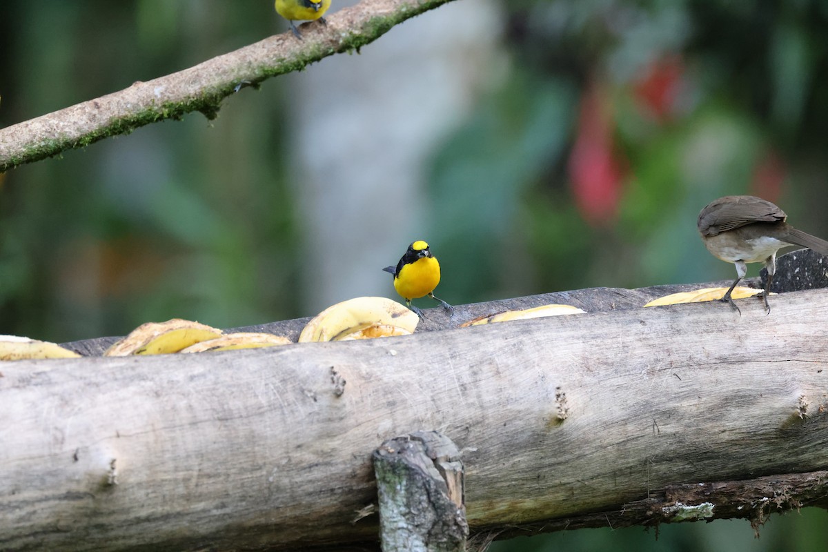 Thick-billed Euphonia (Black-tailed) - ML611664729