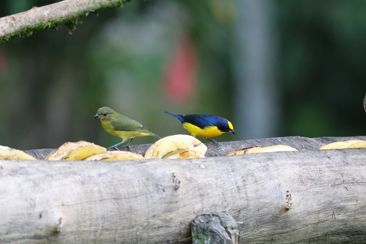 Thick-billed Euphonia (Black-tailed) - ML611664731