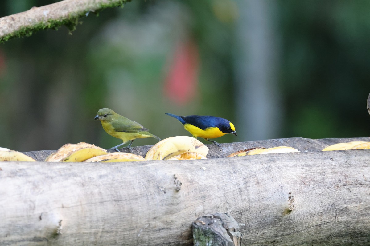 Thick-billed Euphonia (Black-tailed) - ML611664733