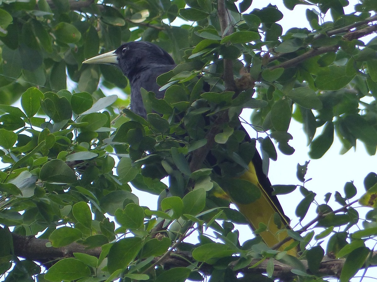 Yellow-winged Cacique - ML611665261