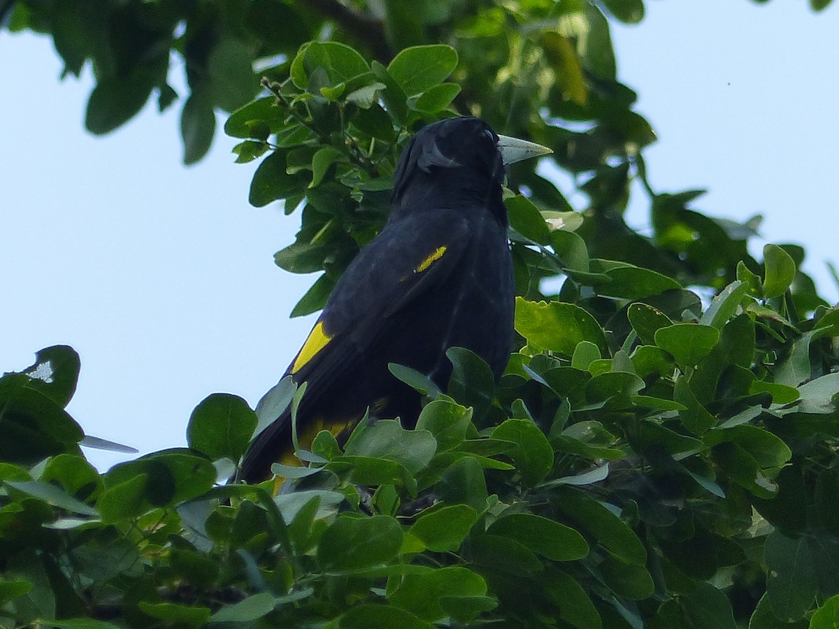 Yellow-winged Cacique - ML611665264