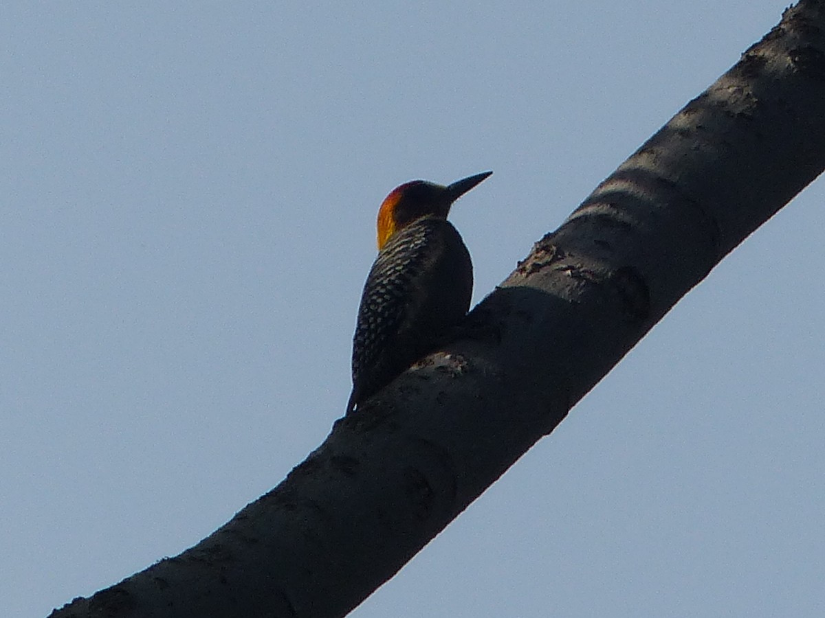 Golden-cheeked Woodpecker - ML611665267