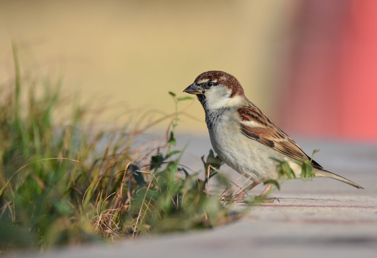Italian Sparrow - Christos Christodoulou