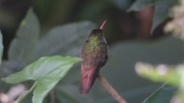 Charming Hummingbird - ML611665646