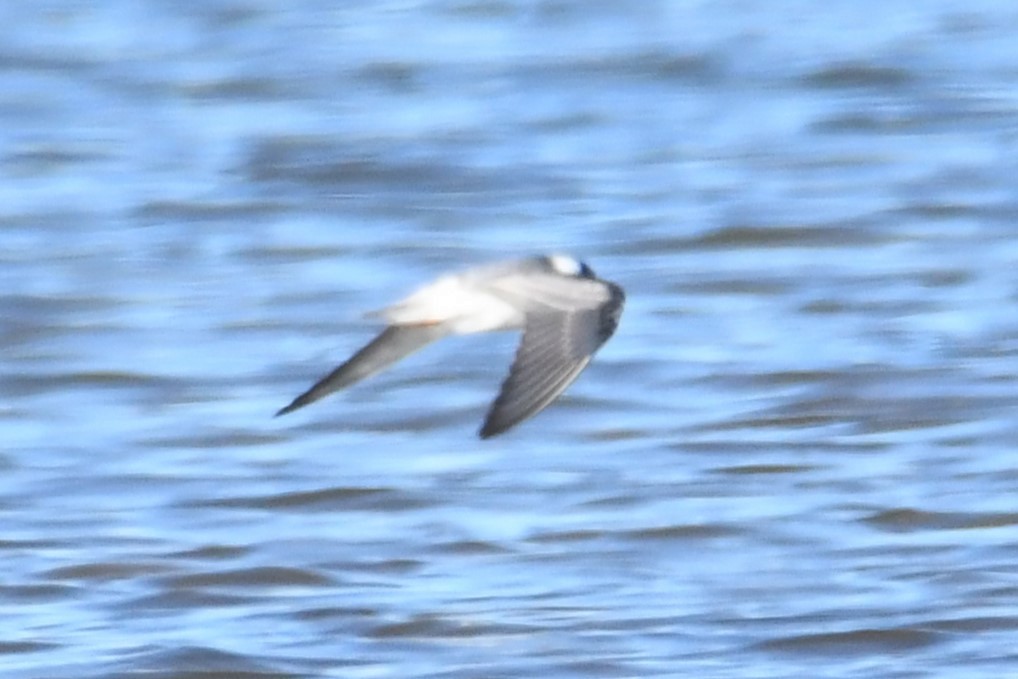 White-winged Tern - ML611665927