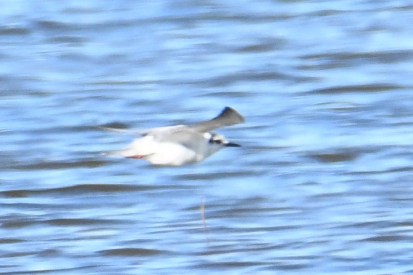 White-winged Tern - ML611665931