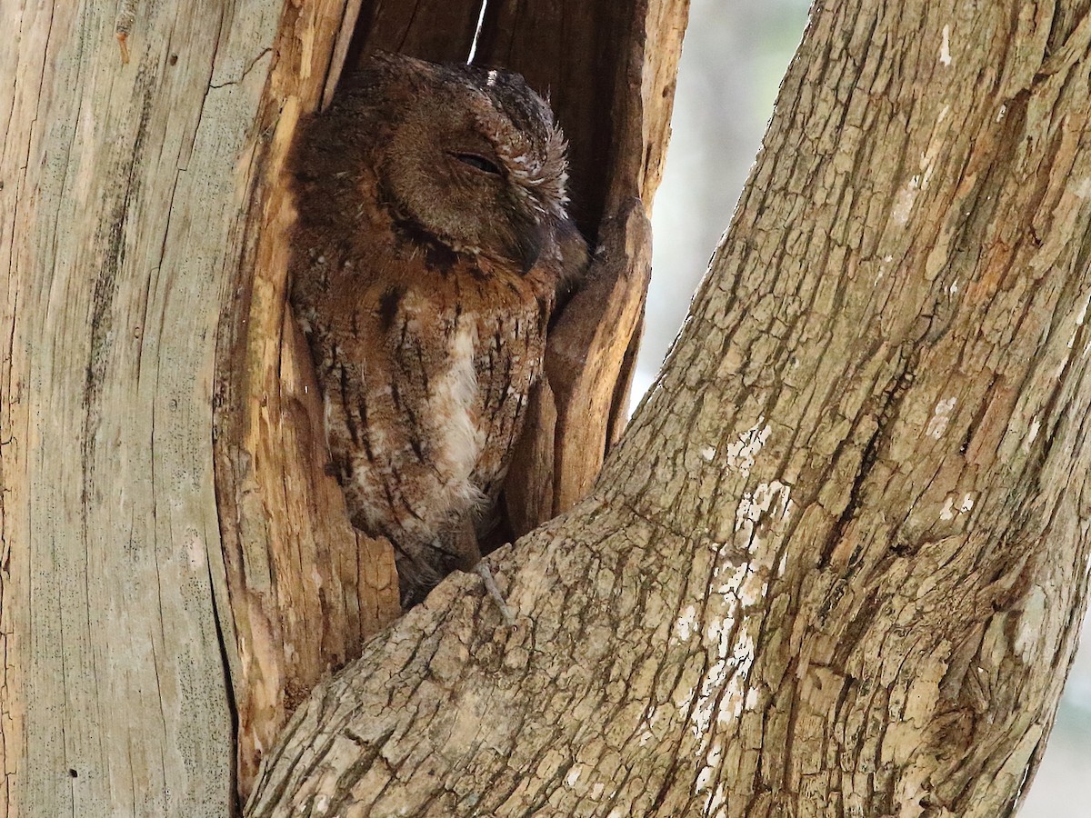 Madagascar Scops-Owl (Torotoroka) - ML611666164