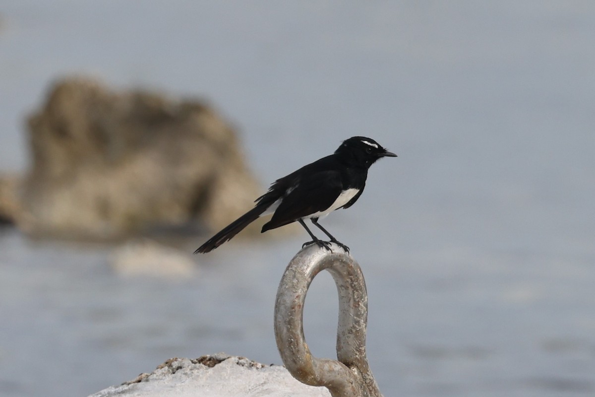 Willie-wagtail - ML611666290