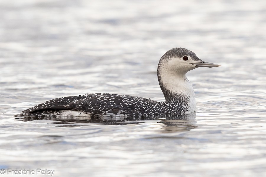 Red-throated Loon - ML611666402
