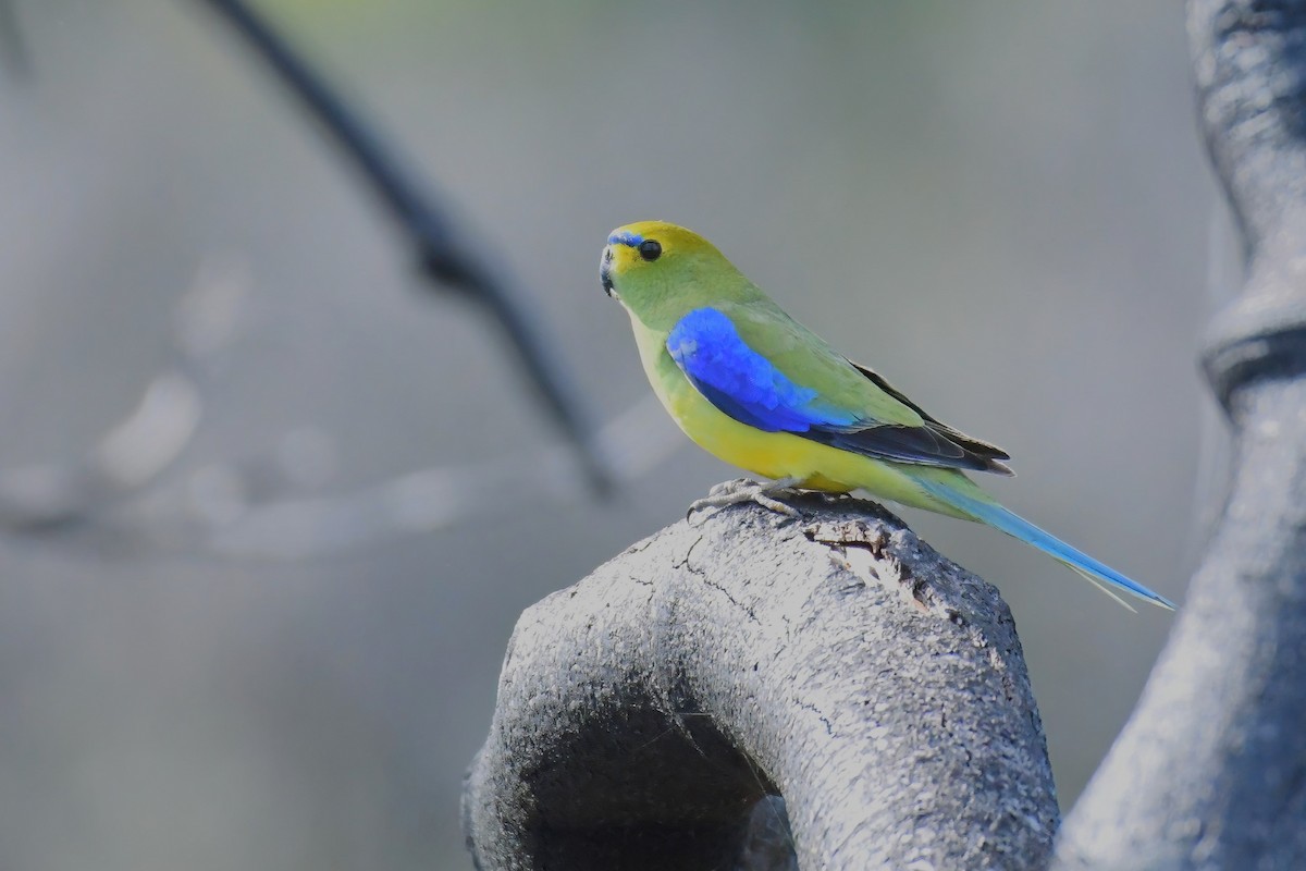 Blue-winged Parrot - ML611666406
