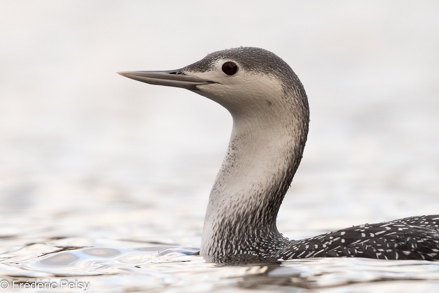 Red-throated Loon - ML611666499