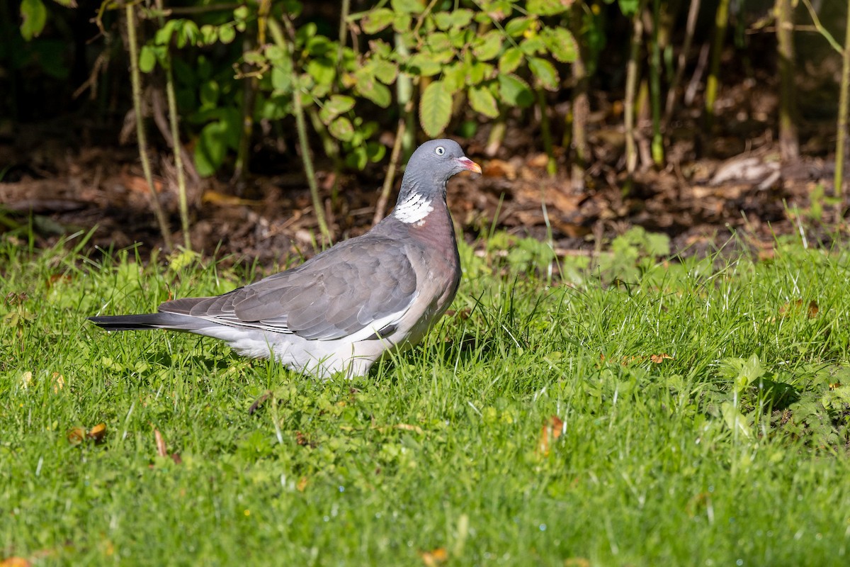 Common Wood-Pigeon - ML611666503